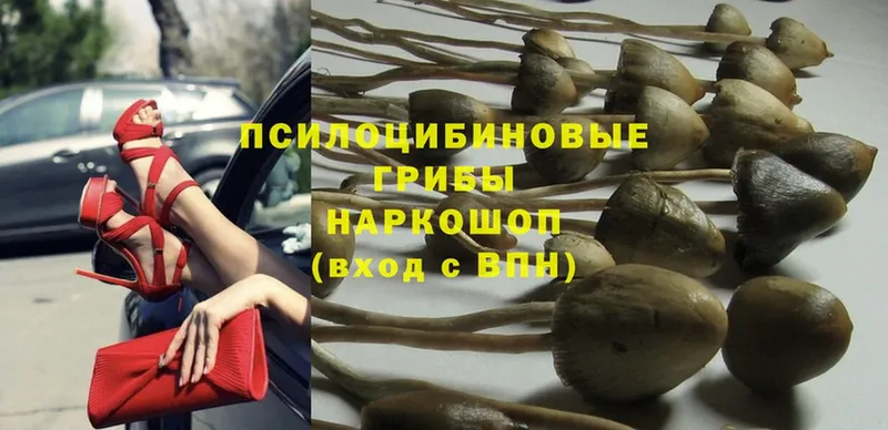 хочу   Ейск  Галлюциногенные грибы Psilocybe 